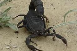 1.430 شخصا يتعرضون للتسمم العقربي في ظرف سبعة أشهر بغرداية