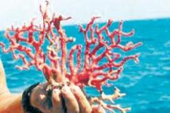 بعد 13 سنة من الحظر  الوزارة تقرر فتح صيد المرجان بداية من 2014