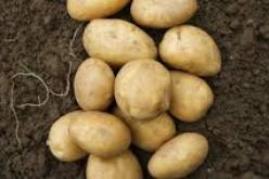 إرتفاع انتاج البطاطا إلى 50 مليون قنطار خلال سنة 2013