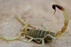 وفاة طفل و اصابة اخرين بلسعات عقارب في بسكرة