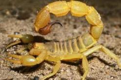 تسجيل 44 إصابة بتسمم عقربي بتيسمسيلت