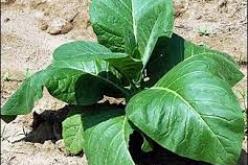 احباط محاولة تهريب 3000 كلغ من التبغ في سيدي بلعباس