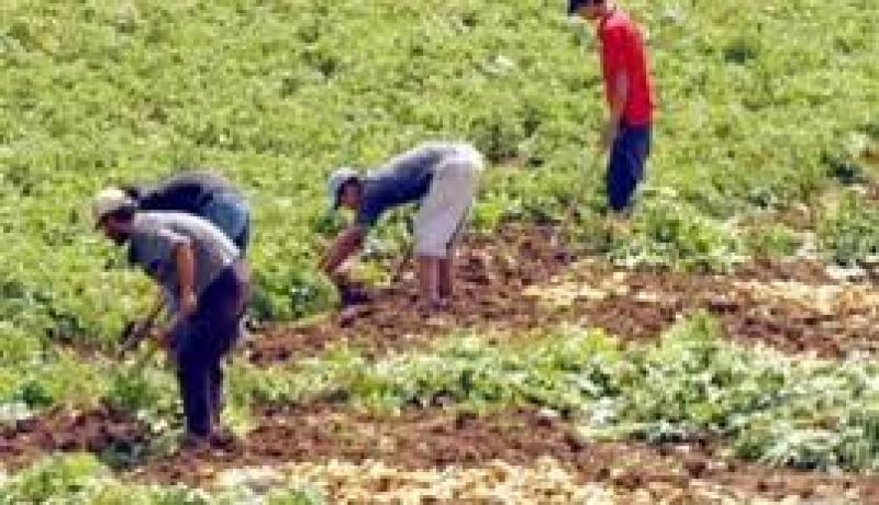 إستفادة 82 فلاحا بسوق أهراس بالتعويضات عن الأضرار الناجمة عن تساقط البرد
