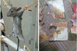 فلسطيني يعذّب فأرا أكل راتبه