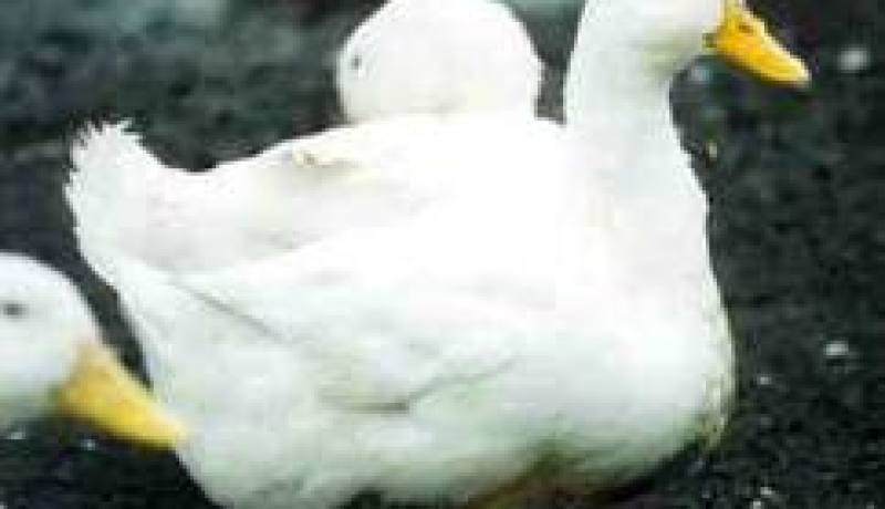 فك رموز مجين البط مع أمل مكافحة انفلونزا الطيور