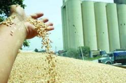 نقاط التخزين تستقبل أزيد من 146 ألف قنطار من الحبوب بولاية تيسمسيلت