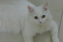 إيران ترسل قطا للفضاء قبل مارس المقبل