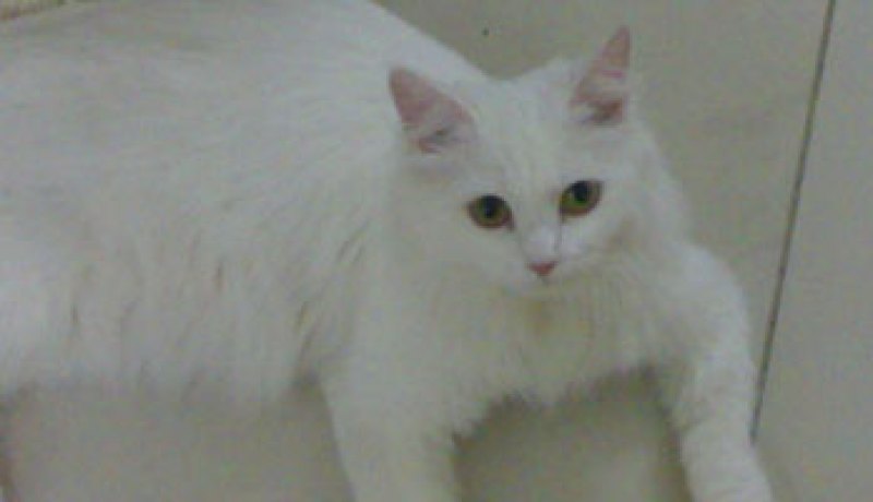 إيران ترسل قطا للفضاء قبل مارس المقبل