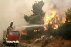 إتلاف 9 هكتارات من أشجار الفلين في 6 حرائق متفرقة بقالمة