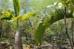 إتلاف أزيد من 2.300 نخلة بولاية ورقلة