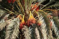 استكمال مشروع لغرس 3 آلاف نخلة مثمرة ببشار