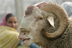 كبش العيد بعيد عن خاصيته الروحية ويدخل متاهات التفاخر