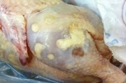 حجز 8 قناطير من الدجاج الفاسد بتبسة