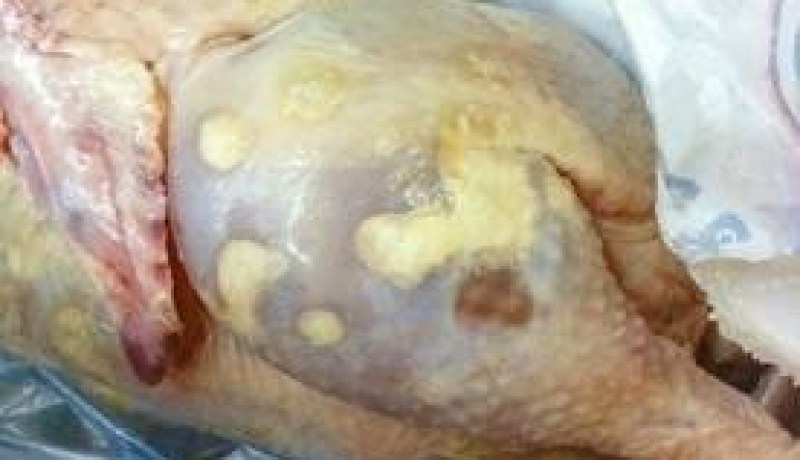 حجز 8 قناطير من الدجاج الفاسد بتبسة