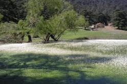 توافد أزيد من 50 ألف زائر على الحظيرة الوطنية للأرز بثنية الحد