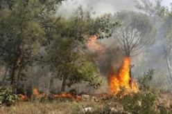 14 فرقة متنقلة لمكافحة حرائق الغابات بولاية تيسمسيلت