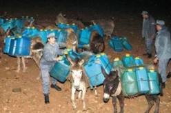 الجمارك تحجز قرابة 11 ألف لتر من الوقود خلال الـ 24 ساعة الأخيرة بتلمسان