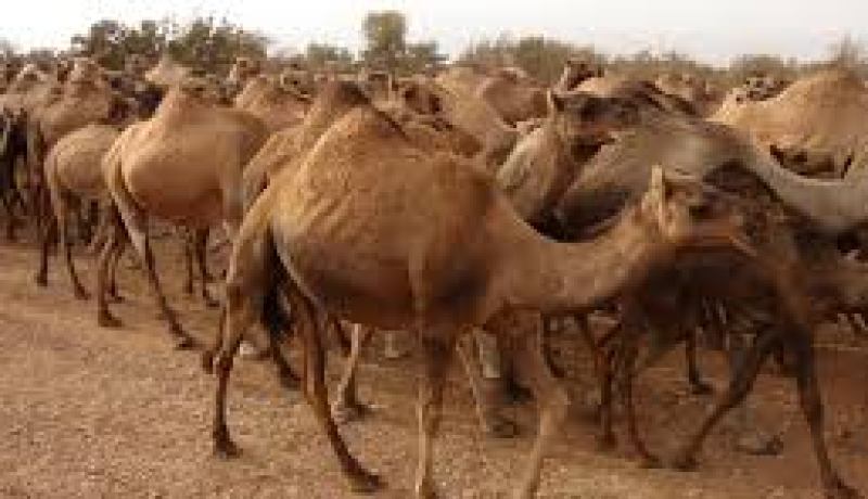 نزوح قطيع ابل يؤدي الى اصابة 10 اشخاص بجروح