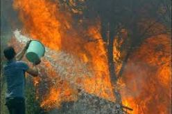 إنخفاض محسوس في حرائق الغابات بباتنة خلال صيف 2013