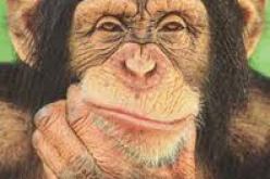 الشمبانزي افضل من البشر في الاستثمار بالبورصة