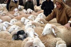 قبيل عيد الأضحى المبارك ..عدة أسباب لمعرفة المرض الذي قد يصيب الخرفان