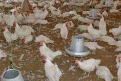 فاتورة الواردات لأغذية الدواجن تبقى مرتفعة و قدرت بـ 1.4مليار دولار سنة 2012