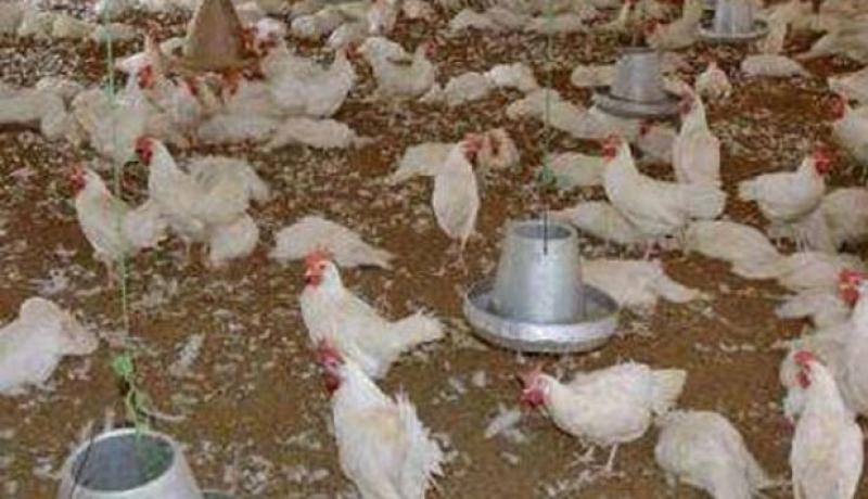 فاتورة الواردات لأغذية الدواجن تبقى مرتفعة و قدرت بـ 1.4مليار دولار سنة 2012