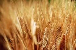 ارتفاع  فاتورة الواردات الجزائرية من القمح على الرغم من انخفاض في الحجم