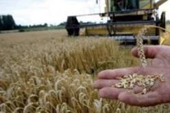 ارتفاع فاتورة الواردات للحبوب بنسبة تفوق 5 بالمئة خلال الاشهر العشر الاولى لسنة 2013