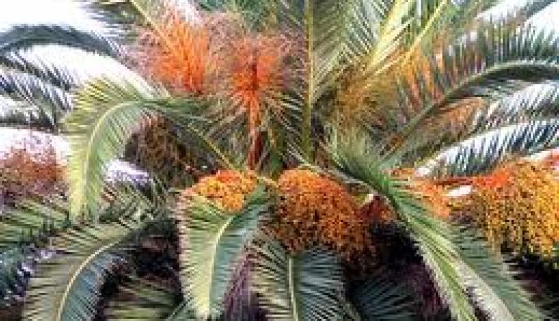 منتجو التمور في بسكرة متخوفون من  اتلافها بعد الامطار الغزيرة