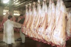 تجنيد خمسة مذابح و 48 طبيبا بيطريا تحسبا لاستقبال عيد الأضحى في تيبازة