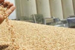 ارتفاع  فاتورة واردات الحبوب لسنة 2013