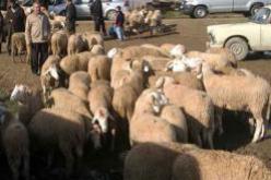 الفرقة الإقليمية للدرك الوطني تحبط عملية سرقة 310 رأس غنم في الجلفة