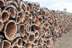 ارتفاع مرتقب في انتاج الفلين بالطارف يفوق العشرين الف قنطار