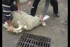 مصالح الحماية المدنية تدعو المواطنين الى الحيطة والحذر عند استعمال أدوات التضحية