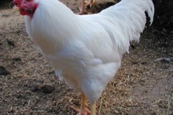 حجز 286 كلغ من الدجاج الغير خاضع للمراقبة البيطرية في برج بوعريريج