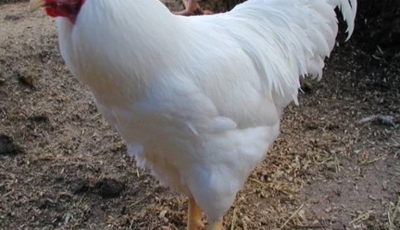 حجز 286 كلغ من الدجاج الغير خاضع للمراقبة البيطرية في برج بوعريريج