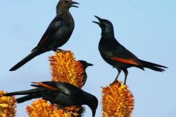 طيور الزرزور ترعب مزارعو الزيتون في جيجل