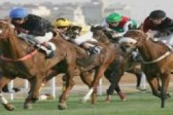 صالون وطني للخيل قريبا بولاية تيارت