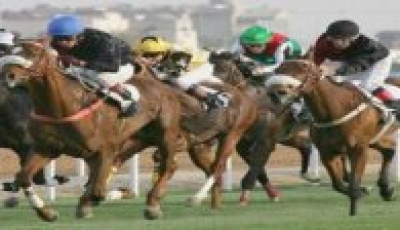 صالون وطني للخيل قريبا بولاية تيارت