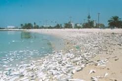 نفوق كمية معتبرة من الأسماك بمنطقة الرصفة بوادي سيبوس