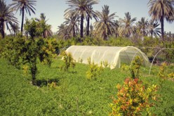 صدور دليل تطبيقي لتشجيع الاستثمار في المجال الفلاحي بجيجل