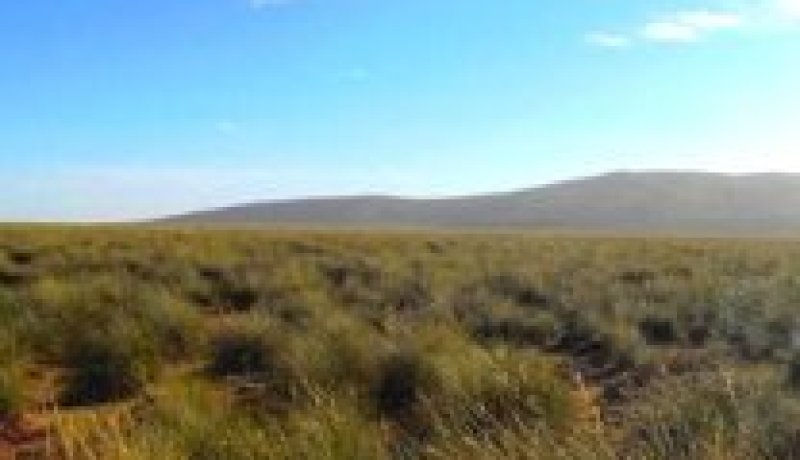 تخصيص حوالي 14 ألاف هكتار كمساحة محمية بالمناطق السهبية بتلمسان