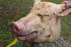 رأس خنزير وشعارات عنصرية في ورشة بناء مسجد قرب باريس