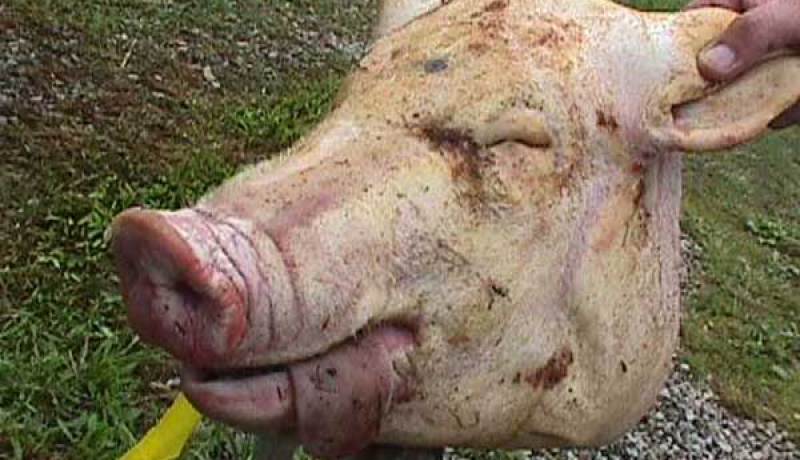 رأس خنزير وشعارات عنصرية في ورشة بناء مسجد قرب باريس