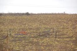 إتلاف منتجات 5 حقول للخضر ببلدية ميلة بسبب السقي بمياه مستعملة