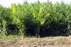 حملة تطوعية لعناصر الأمن الوطني ببرج بوعريريج لغرس 1500 شجيرة