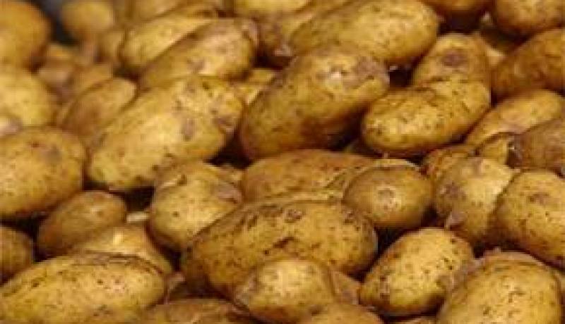 تصدير 300 طن بطاطا من مستغانم إلى إسبانيا