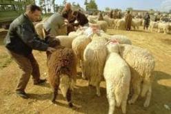 تلقيح أزيد من 1.2 مليون رأس من الغنم ضد الجذري بولاية البيض