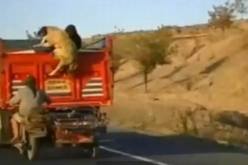 تفكيك 15 عصابة مختصة في سرقة المواشي خلال 9 اشهر في الجلفة